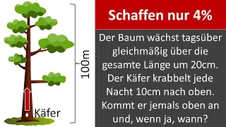 Rätsel um Käfer auf Baumstamm