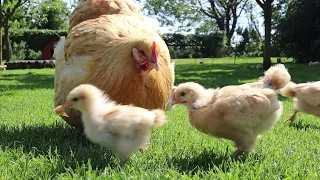 11 Surprising Facts about Chickens and Hens