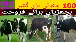 100 Hf Animals for sale in Pakistan || M Rao sale point