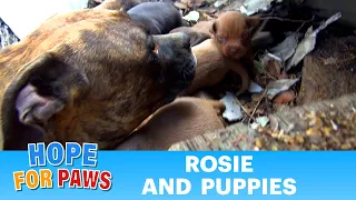 Rescuing a family of dogs with help from iPhone and You Tube.  Please share. #dog