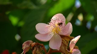 Miel de Abejas - Meliponicultura - TvAgro por Juan Gonzalo Angel