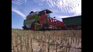 ŻNIWA 2022 / KOSZENIE RZEPAKU /GR KRAMARCZYK/CLAAS DOMINATOR 108 SL MAXI/JOHN DEERE/2x PRONAR/URSUS