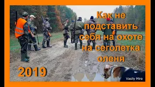 Удачное открытие загонной охоты на копытных в Беларуси