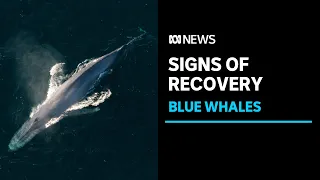 Blue whales heard 'everywhere' in signs of species' recovery: Mammal scientist | ABC News