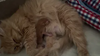 My Cat Gave Birth to a Single Kitten - New Born Kitten 😻