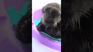 The cutest baby otter you'll see today 🦦♥️
