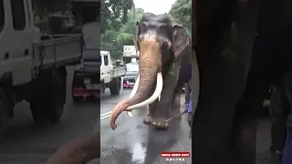 67 year Old Sri Lankan Biggest Domestic Elephant tusker got Army Protection by Govt