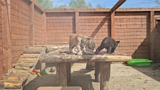 Солнечное но прохладное утро в Парке львов ЗЕМЛЯ ПРАЙДА🌿🌞