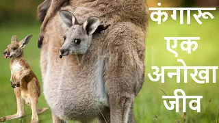 कंगारू के बारे में रोचक बातें - Kangaroo Documentary in Hindi | Kangaroo baby | Kangaru video, Pouch