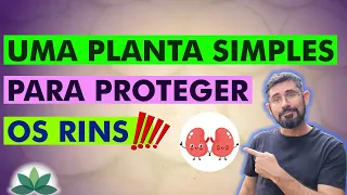 Uma planta simples para proteger os rins!