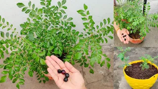 कढ़ी पत्ता को सबसे जल्दी उगाने का जादुई तरीका| Right Way to Grow Curry Leaf Plant |