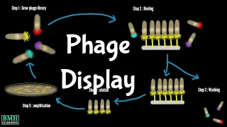 Phage Display Technology | Biopanning | How Does Phage Display Work |