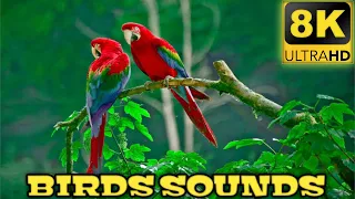 8K BIRDS RELAXATION VIDEO WITH ORIGINAL BIRD SOUNDS FOR 8K OLED TV | 8K NATURE @I B Animals Lover