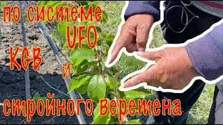 😱 Первый год посадки черешневого сада: удивительные результаты системы UFO, KGB и стройного веретена