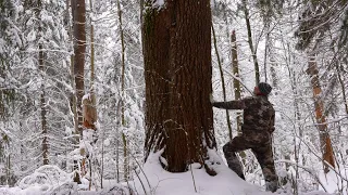 I have to cut down 32 trees on January 10 | The New Cabin