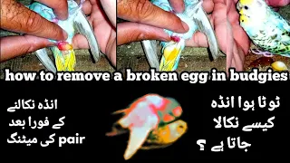 How to treatment broken egg binding in budgies/tota hua anda kaise nikale/Budgies parrot Apc.