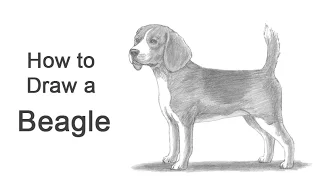 How to Draw a Dog (Beagle)