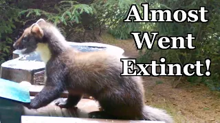 Pine Marten - Weekly Facts About Animals in the United Kingdom - Episode 22 | Creature Fridays