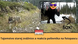 Tajomstvo starej zvážnice 2️⃣  🐺🐯🦌 a šokujúca reakcia poľovníka na fotopascu 🤔🤫