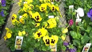 The Difference Among Pansies, Panolas and Violas