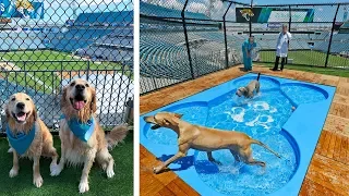 DOG PARK & POOL IN NFL STADIUM!