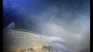 Фильм "Осень" из цикла Мир подводной охоты Часть 3
