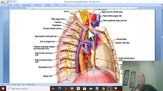 Respiratory Module in Arabic  18 (Trachea , part 2),by  Dr. Wahdan