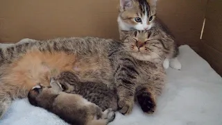 Kitten Nico wants to be spoiled by cat Lili as much as the baby kittens do!