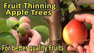 Pruning Apple Trees | Pruning and Thinning for better quality fruits | Best practices