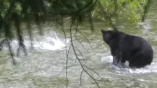 Black Bear Hunting In Alaska