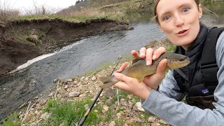 Trout Fishing North Bear Creek, IA (Driftless Browns)
