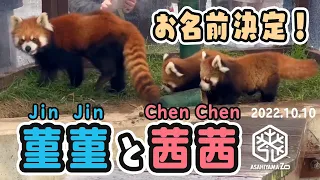 【旭山動物園】名前決定！菫菫(ジンジン) と茜茜(チェンチェン)🦝🦝ママと一緒にお外モコモコ [AsahiyamaZoo] Red panda, Yuyu and her twin babies.