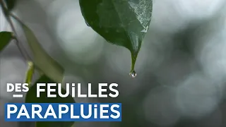 Ces plantes tropicales aux feuilles atypiques