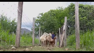 Descubra cuáles son las cuatro mejores razas ovinas para trópico seco - La Finca de Hoy