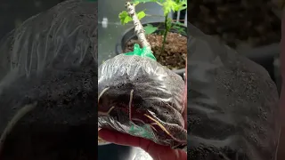 Be patient when rooting cuttings