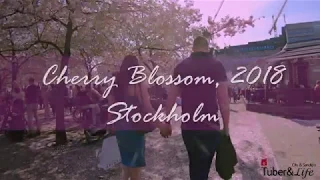 Cherry Blossom 2018 | Stockholm | Gopro Hero6 | 4K