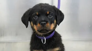 This is your sign to get a Rottweiler | Adorable Rottweiler puppy