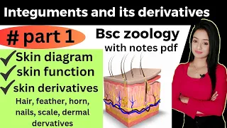 Integument and its derivatives part 1,bsc zoology 2nd year lion batch, knowledge adda, integumentary