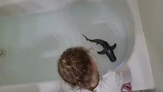 Remote Control Swimming Shark Review is Awesome