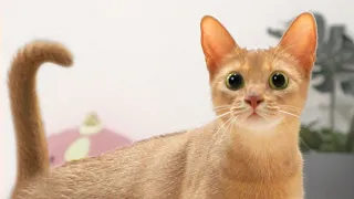 Reasons why Abyssinian cat is Femme-FataleㅣDino cat