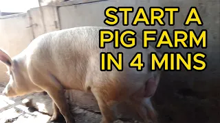 How I Started My Pig Farm in 4 Minutes