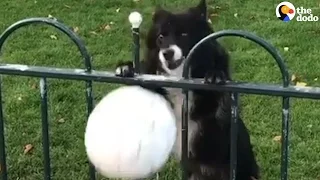 Dog Makes People Play Fetch With Her