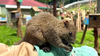 I visited a popular Tokyo spot where 200 squirrels live free-range! Machida Squirrel Garden