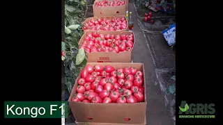 Kongo F1 - Cultura de tomate roz în jud. Galați, loc. Matca, la domnul Hulea Gigi