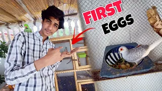 Dove Ne Surprise De Diya 😍My Dove First Time Laid Eggs 🥚