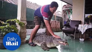 Indonesian family owns a six-foot long CROCODILE pet at home - Daily Mail