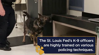 How K-9 Dogs Find Explosives | St. Louis Fed