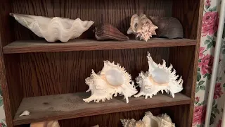 Sea shell collection coming to auction.