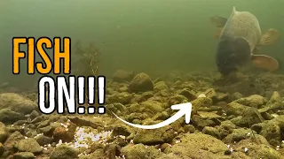 Underwater Carp Takes Caught in 4k (Run Compilation)