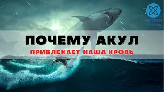 Почему акул привлекает человеческая кровь